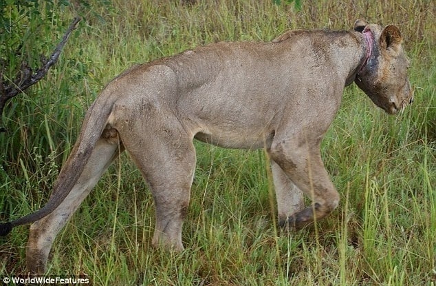 Un león joven condenada a morir de hambre por la trampa de un cazador furtivo 1 Un león joven condenada a morir de hambre por la trampa de un cazador furtivo 2