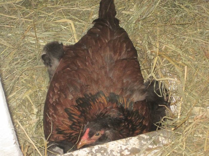 Gallina adopta gatitos