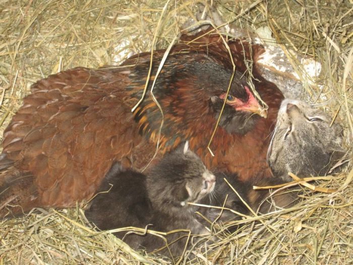 Gallina adopta gatitos