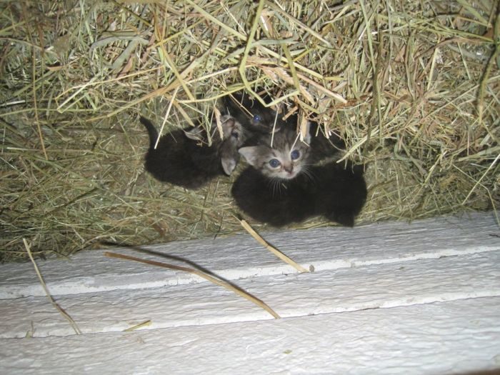 Gallina adopta gatitos