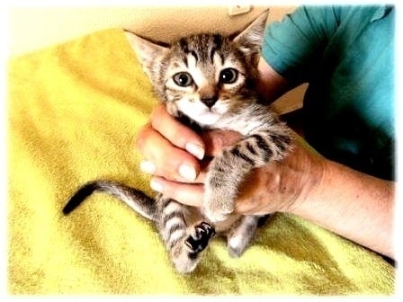 Refugio de gatos busca voluntarios y casas de acogida en Murcia 1 Refugio de gatos busca voluntarios y casas de acogida en Murcia 2