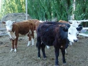 noticias Los 10 impuestos más absurdos del mundo