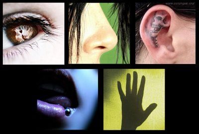 10 mentiras bien gordas que nos contaron en el colegio 6 No tenemos 5 sentidos si no 10 sentidos