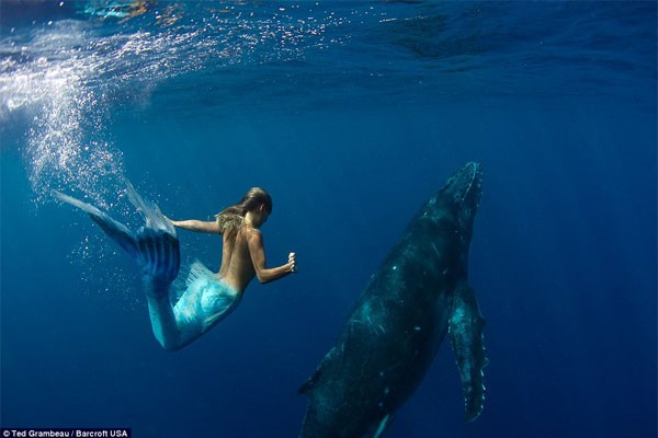 Sirena australiana nada junto a las ballenas 2