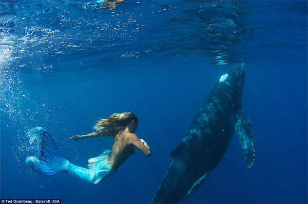Sirena australiana nada junto a las ballenas 5
