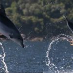"Pulpo travieso" ataca a delfín 3