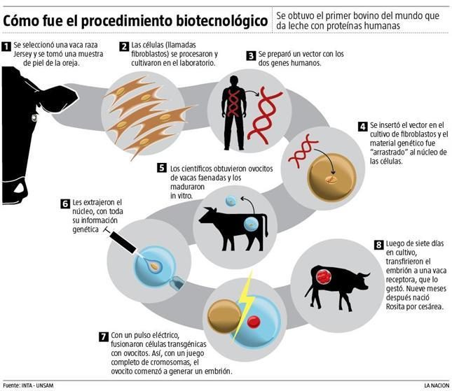 Una vaca produce leche "maternizada" 2 noticias Una vaca produce leche maternizada