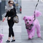 Emma Watson con perro rosa: la acusan de maltrato animal 12