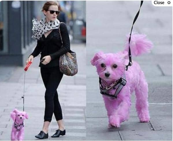 Emma Watson con perro rosa: la acusan de maltrato animal 1 Emma Watson con perro rosa: la acusan de maltrato animal 2