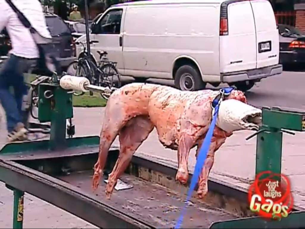 Broma de la oveja asada 1