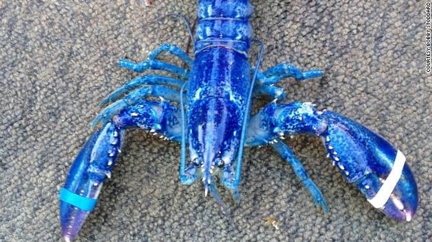 Un pescador canadiense captura una rara langosta azul 1 Un pescador canadiense captura una rara langosta azul 2