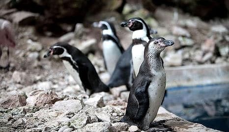 Salen a la luz las "depravadas" costumbres sexuales de los pingüinos 1 Salen a la luz las "depravadas" costumbres sexuales de los pingüinos 2