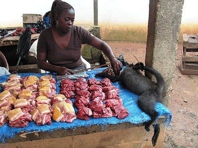 ▷ El consumo de carne de mono en África ? 2