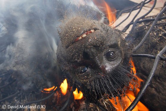El consumo de carne de mono en África Comer Carne Mono