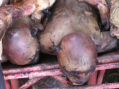 ▷ El consumo de carne de mono en África ? 1 Comer Carne Mono