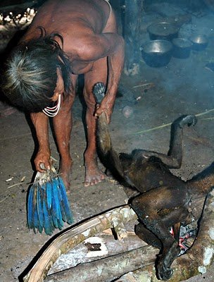 ▷ El consumo de carne de mono en África ? 2 Comer Carne Mono