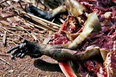 ▷ El consumo de carne de mono en África ? 3 Comer Carne Mono