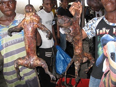 ▷ El consumo de carne de mono en África ? 5 Comer Carne Mono