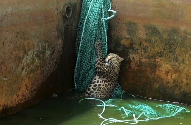 Cómo rescatar a un leopardo de un depósito de agua 1 Cómo rescatar a un leopardo de un depósito de agua 2