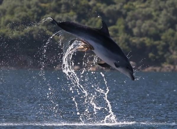 noticias Pulpo travieso ataca a delfín