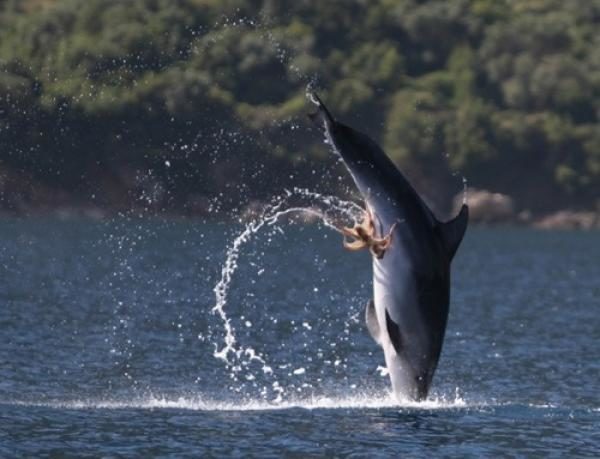 noticias Pulpo travieso ataca a delfín