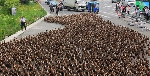 Una marcha de 5.000 patos colapsa el tráfico en una ciudad costera de China 1 Una marcha de 5.000 patos colapsa el tráfico en una ciudad costera de China 2