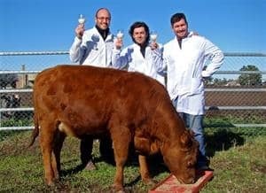 Una vaca produce leche "maternizada" 1 Una vaca produce leche "maternizada" 2