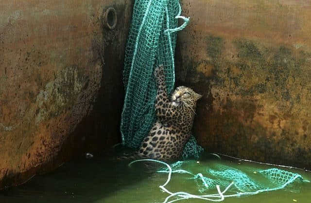 Cómo rescatar a un leopardo de un depósito de agua 4