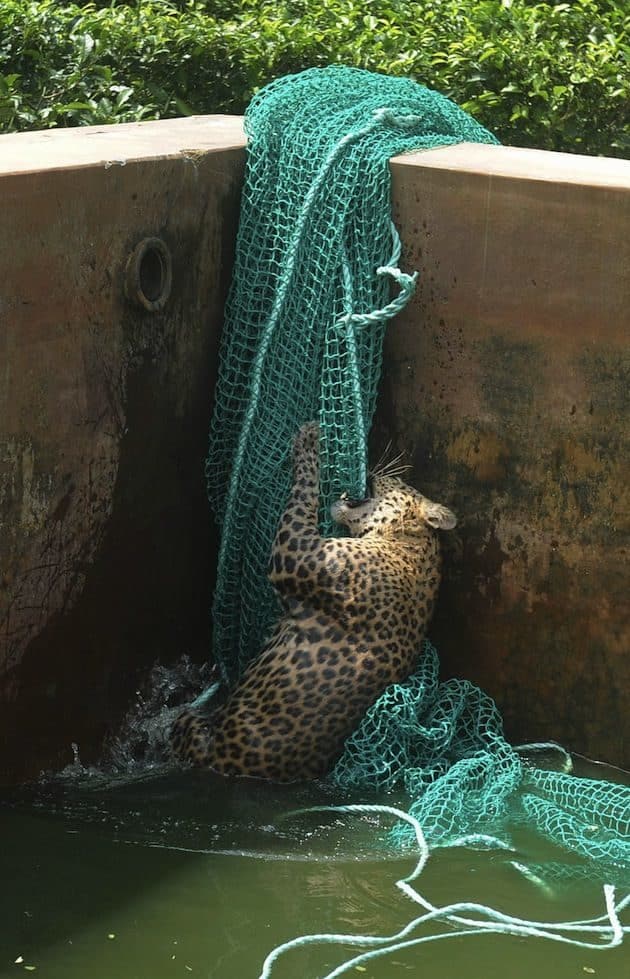 Cómo rescatar a un leopardo de un depósito de agua 5