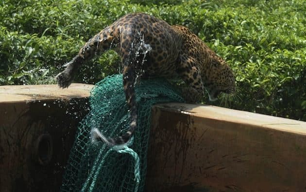 Cómo rescatar a un leopardo de un depósito de agua 6