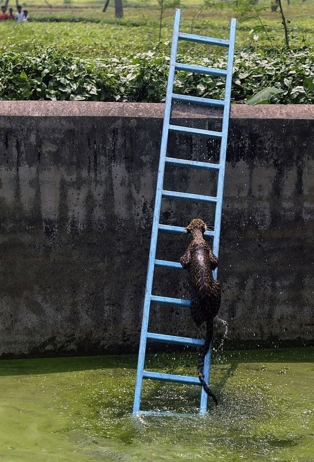 Cómo rescatar a un leopardo de un depósito de agua 2 Leopardo rescatado con una escalera en la India