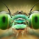 Impresionantes imágenes de insectos revelan sorprendentes colores 280