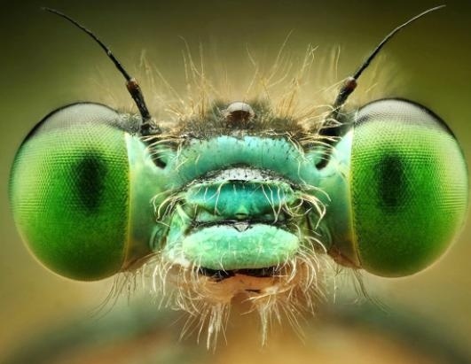 Impresionantes imágenes de insectos revelan sorprendentes colores 1 Impresionantes imágenes de insectos revelan sorprendentes colores 2