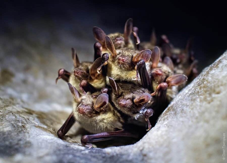 Cueva de cristal 1 cuevas-de-cristal-en-ucrania-1-3347685-6182529
