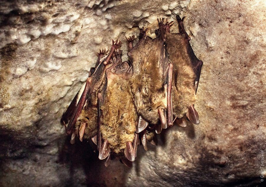 Cueva de cristal 39 cuevas-de-cristal-en-ucrania-2-1457173-8671028