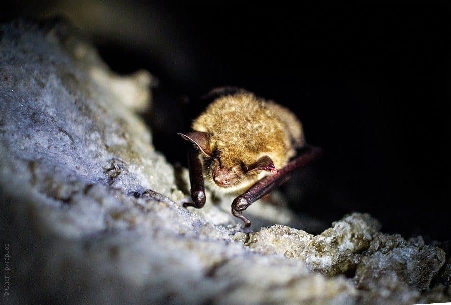 Cueva de cristal 9 cuevas-de-cristal-en-ucrania-32-8198233-5646775