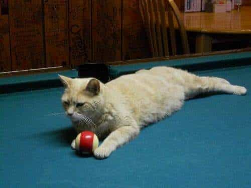 El alcalde de un pueblo de Alaska es un gato (un gato de verdad) 12