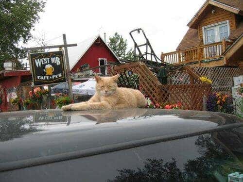 El alcalde de un pueblo de Alaska es un gato (un gato de verdad) 13