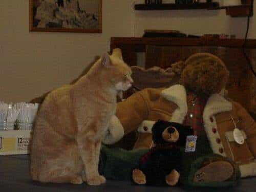El alcalde de un pueblo de Alaska es un gato (un gato de verdad) 15