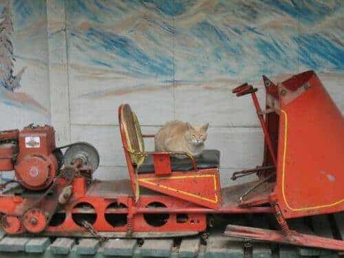 El alcalde de un pueblo de Alaska es un gato (un gato de verdad) 19