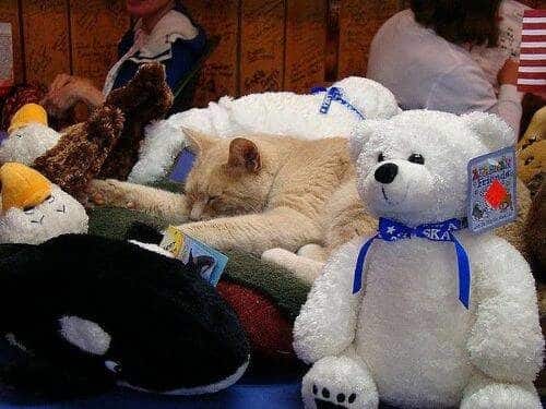 El alcalde de un pueblo de Alaska es un gato (un gato de verdad) 21