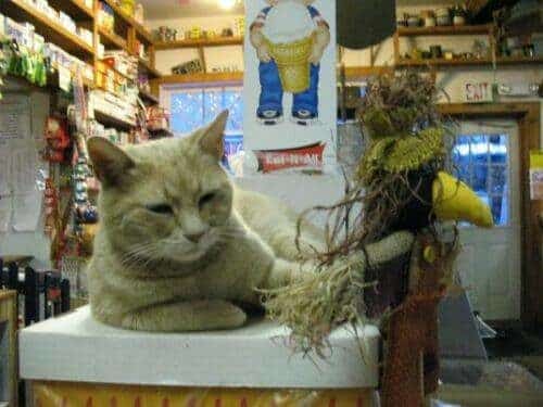 El alcalde de un pueblo de Alaska es un gato (un gato de verdad) 22