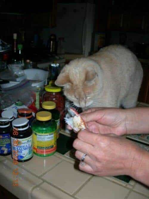 El alcalde de un pueblo de Alaska es un gato (un gato de verdad) 23