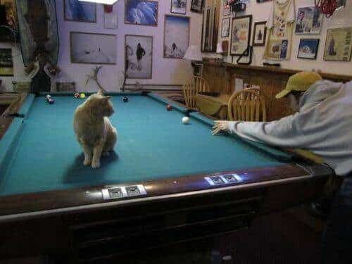 El alcalde de un pueblo de Alaska es un gato (un gato de verdad) 10