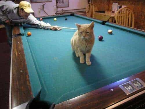El alcalde de un pueblo de Alaska es un gato (un gato de verdad) 11