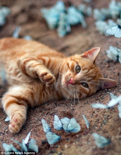 Gato jugando con mariposas azules