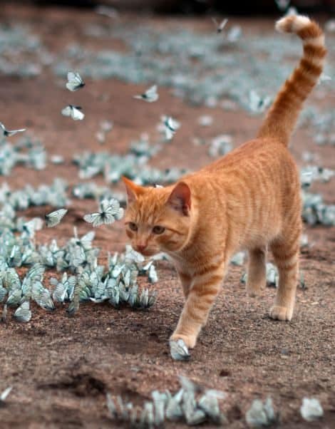 Gato jugando con mariposas azules