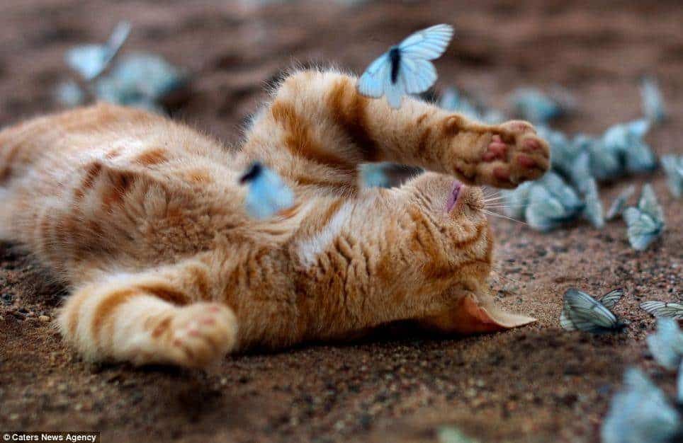 Gato jugando con mariposas azules