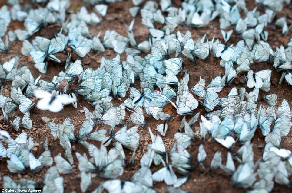 Gato jugando con mariposas azules