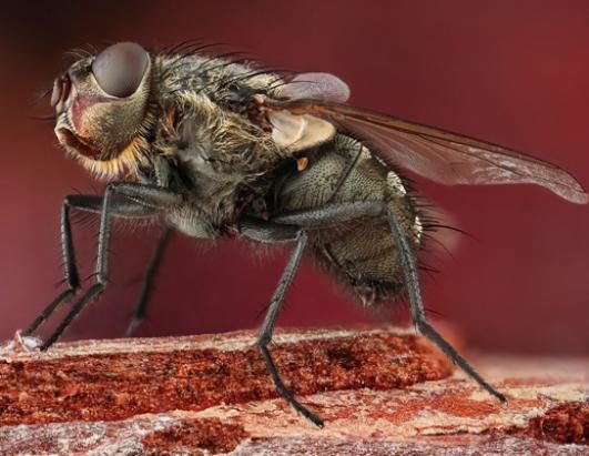 Impresionantes imágenes de insectos revelan sorprendentes colores 11 noticias imágenes de insectos revelan sorprendentes colores